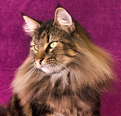 Gata fêmea Norueguês da Floresta gato filhote