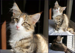 BR* Miadore Pipa, fêmea