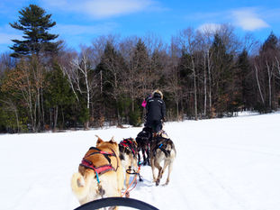 Où faire du chien de traîneau ?