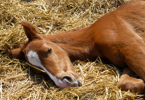 foal sleeping.png