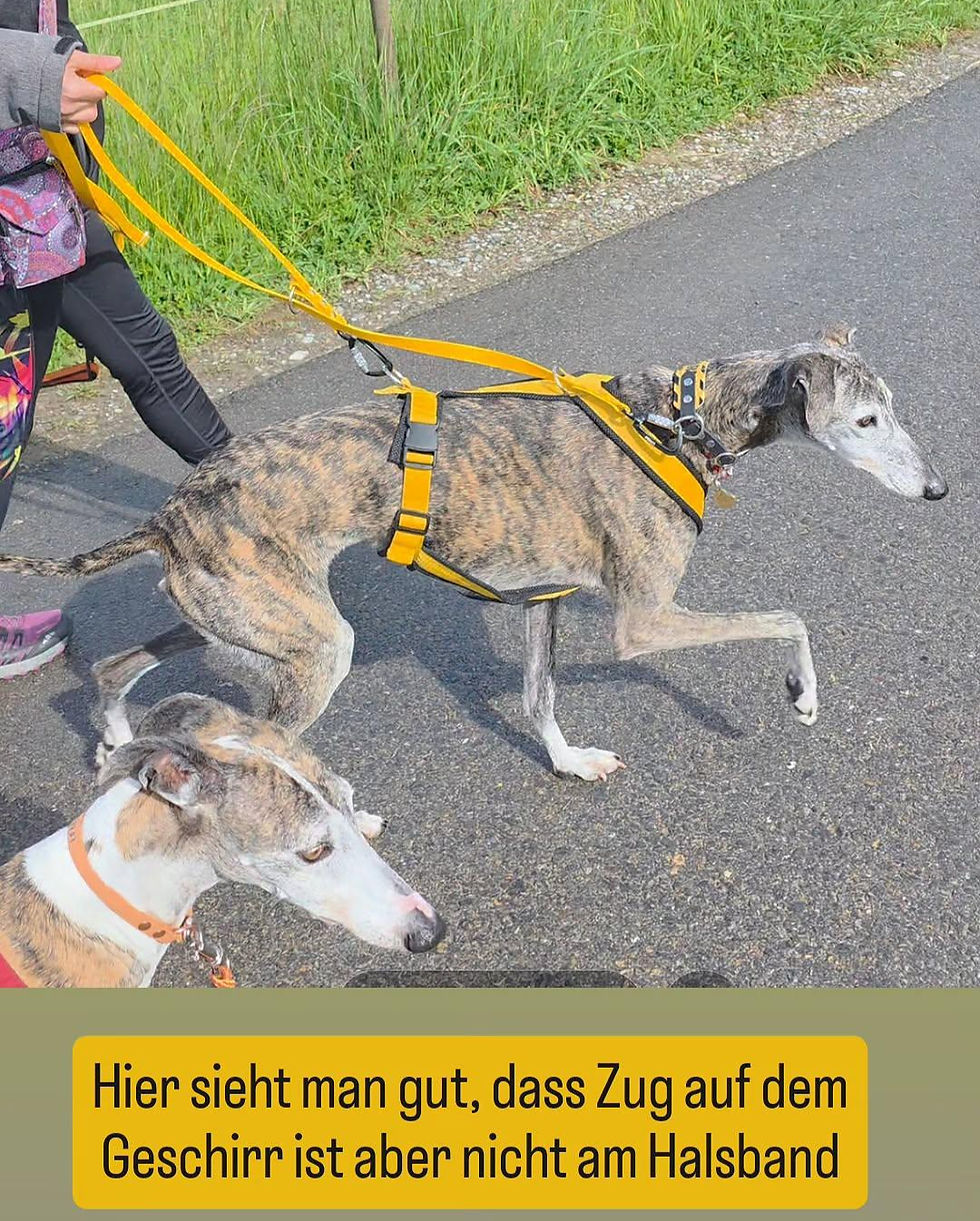 Warum kein Zug aufs Halsband gehört: Die Anatomie hinter meiner Sicherheitsleine