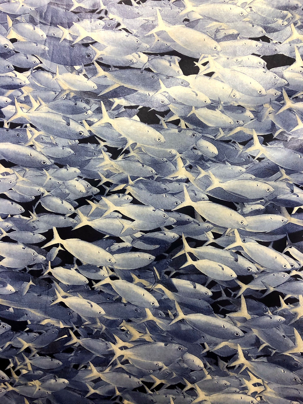 Fish