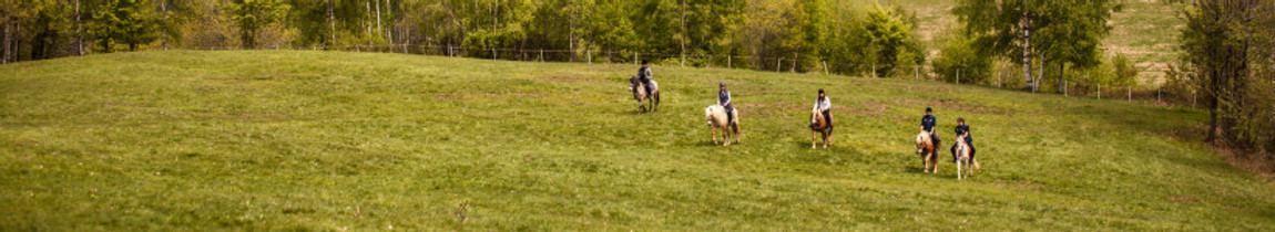 Jenni Nellist Animal Behaviourist, Equine / Horse and Dog Behaviourist South Wales Equine Welfare Article