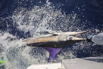 marlin fishing cabo