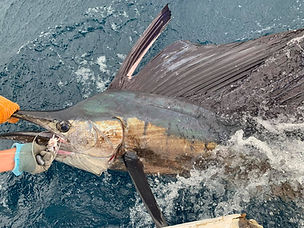 A Top Anglers Sportfishing expert crew member releases a saiflish caught with us on charter in Cabo San Lucas