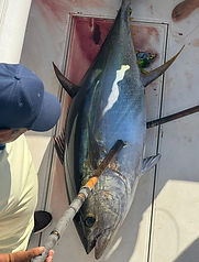 Yellowfin caught sportfishing in Cabo .JPG