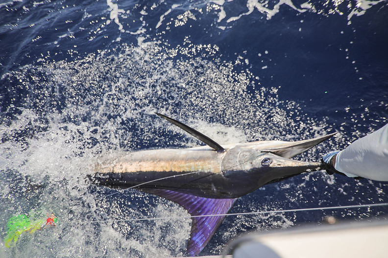 best cabo fishing charters