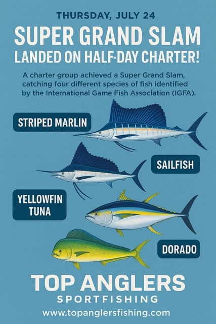 Cabo San Lucas sportfishing infographic outlining the four species caught on charter by Top Anglers Sportfishing Charters Cabo: marlin, sailfish, yellowfin tuna and dorado (mahi-mahi).