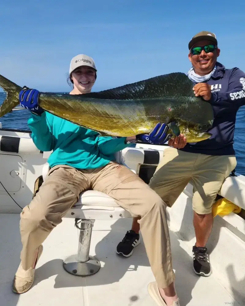 Angler catches a large dorado (mahi mahi) on a Cabo deep sea fishing charter