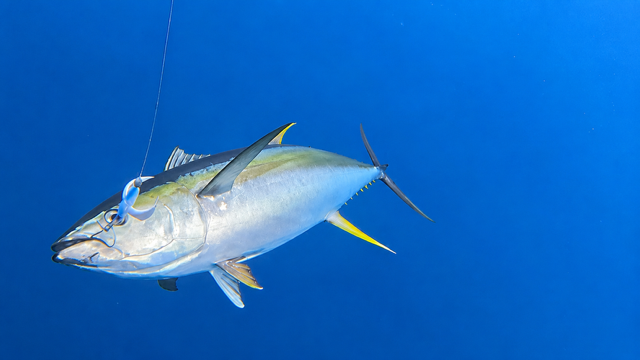 Large yellowfin tuna hooked underwater in the clear blue waters off Cabo San Lucas during a sportfishing charter