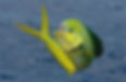 cabo-san-lucas-fishing-charters