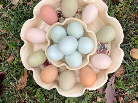 Rainbow Eggs: Why Chickens Lay Different Colored Eggs