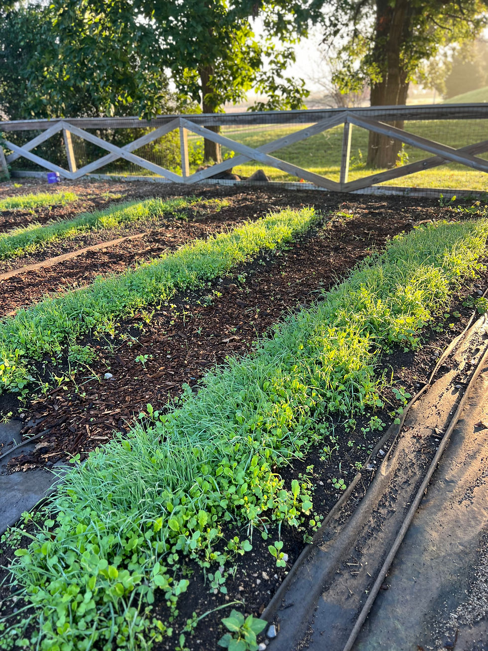 Rows of cover crops growing.