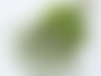 10 Easy Herbs to Plant in Your Garden