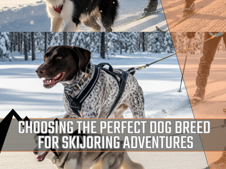 Choosing the Perfect Dog Breed for Skijoring Adventures