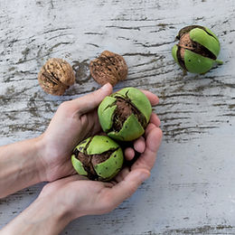 Black Walnut Tree