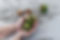 Walnuts