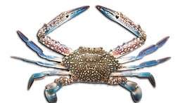 Blue swimming crab