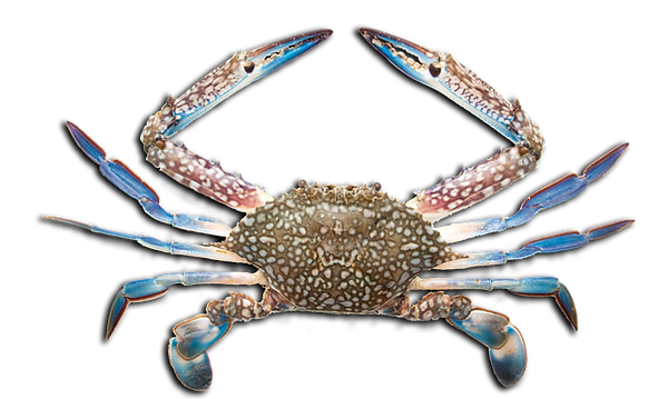 Blue swimming crab