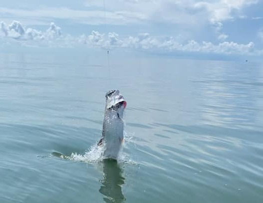 LRCTarpon2_edited.jpg