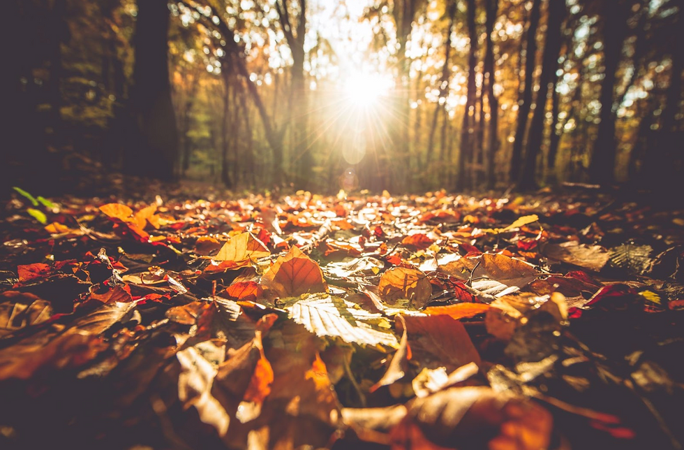 What Will You Shed With the Leaves This Fall?