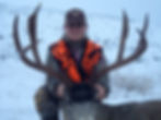 Mule Deer Buck