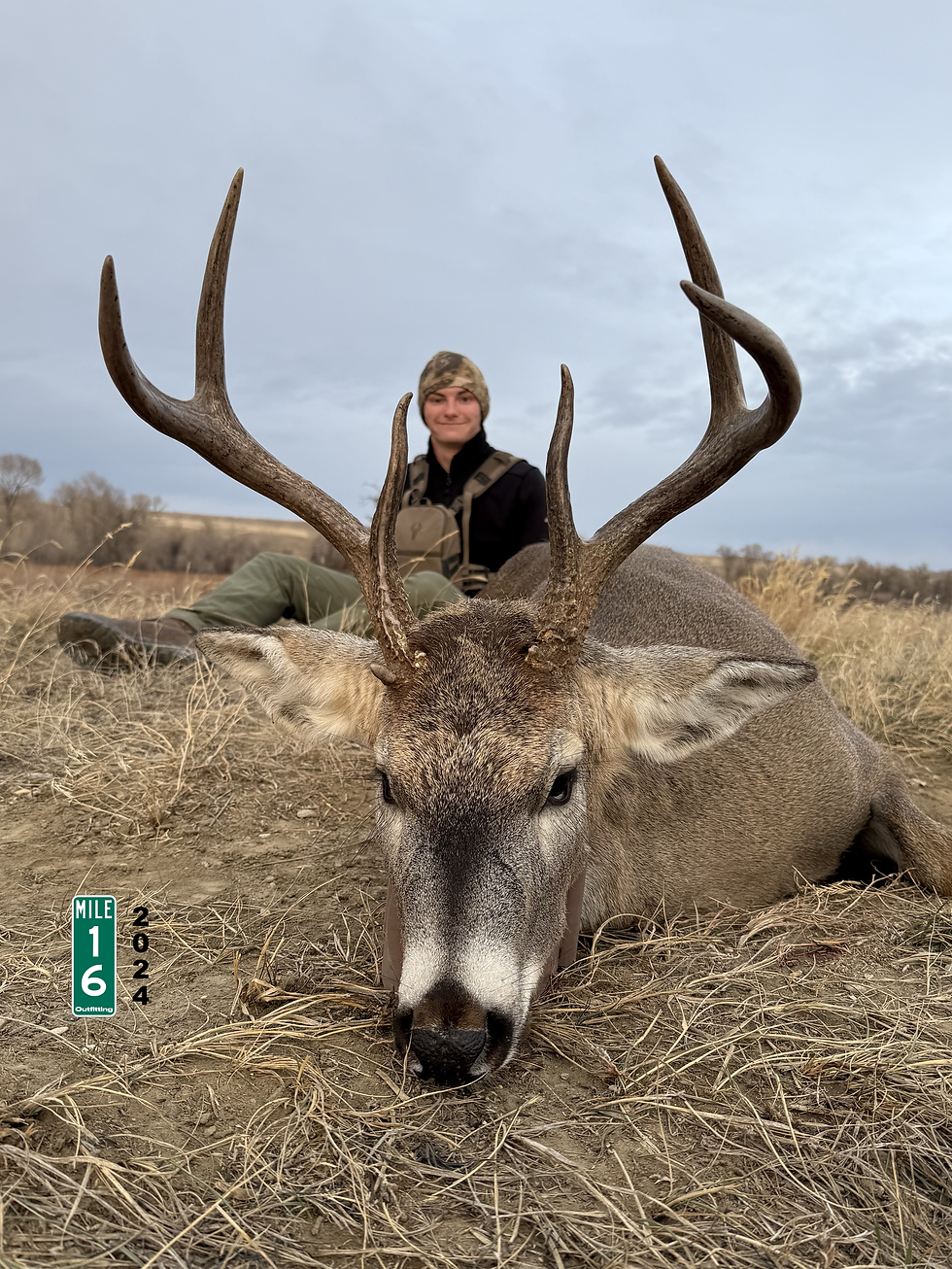 2024 Whitetail Deer
