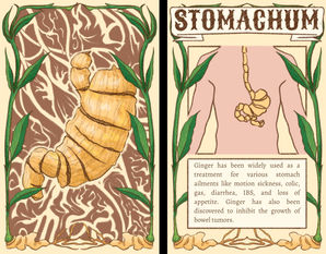 Ginger to Stomach