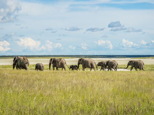 herd of elephants