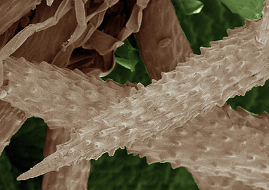 Ocilograma da mastigação (1).png