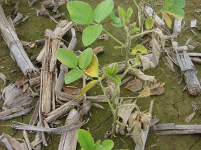 Late Season Soybean Nutrient Deficiency Identification