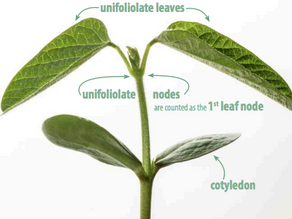 A Visual Guide to Soybean Growth Stages