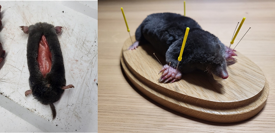 Mole taxidermy.png