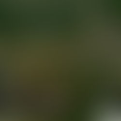 Mount Rinjani - Sembalun trail