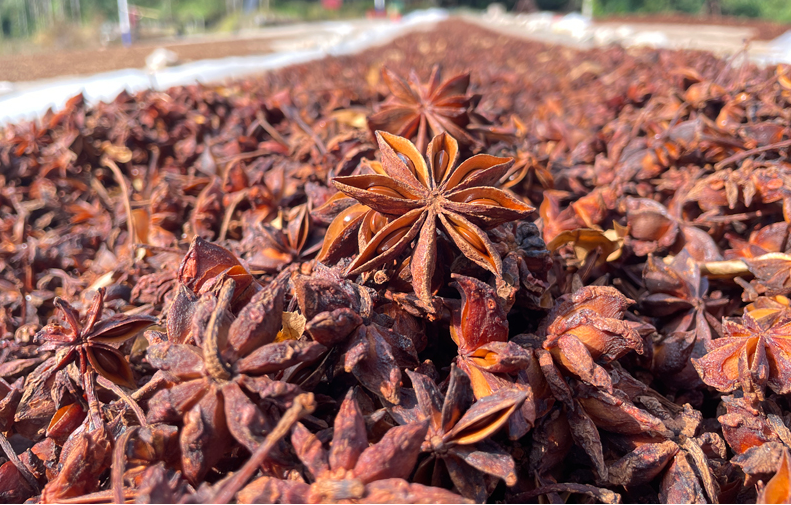 drying star anise after harvesting