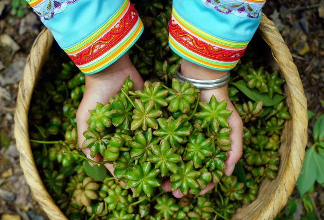 picking season of star anise
