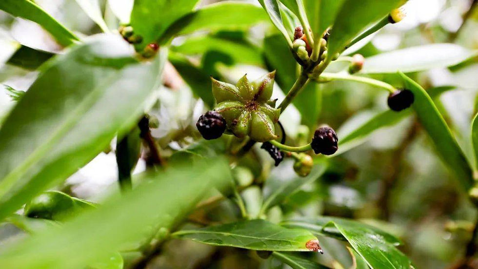 star anise anthracnose prevention