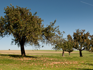 Streuobstwiese bringt Artenvielfalt