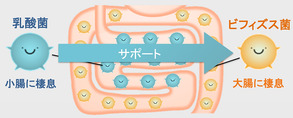 乳酸菌は消化吸収をする小腸に棲息し、ビフィズス菌は大便をつくる大腸に棲息しています。
