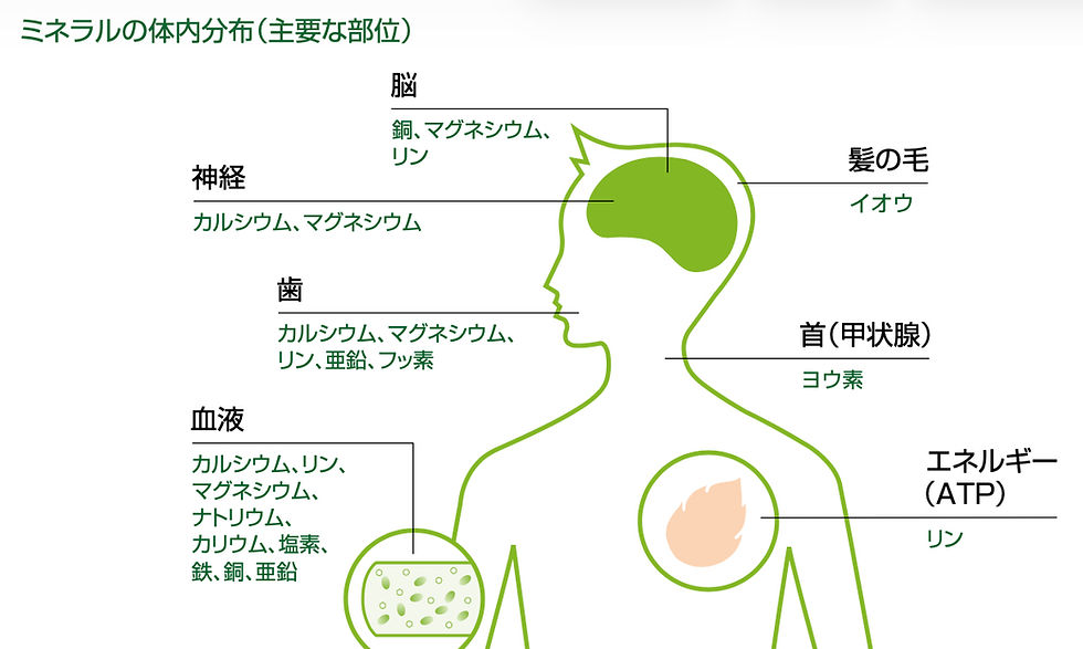ミネラルについて詳しく分かりやすく解説！おすすめのミネラルサプリもご紹介します♪