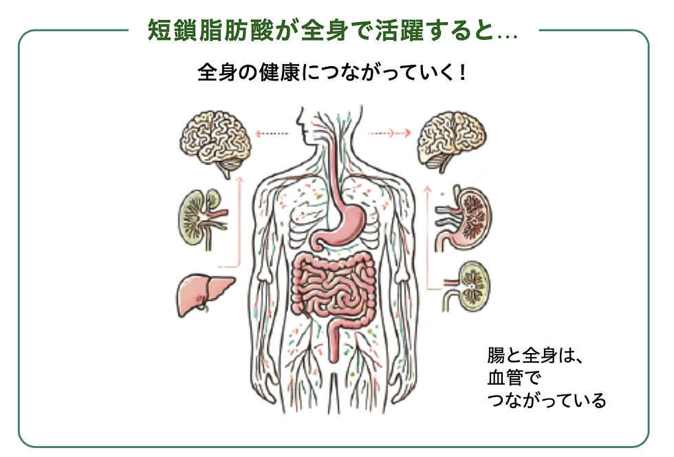 短鎖脂肪酸が全身で活躍すると…
全身の健康につながっていく！
腸と全身は、血管でつながっている