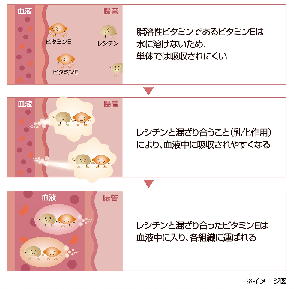 ビタミンEの吸収を助けるレシチン。
脂溶性ビタミンであるビタミンEは水に溶けないため、単体では吸収されにくい。
レシチンと混ざり合うこと(乳化作用)により、血液中に吸収されやすくなる。
レシチンと混ざり合ったビタミンEは血液中に入り、各組織に運ばれる。
