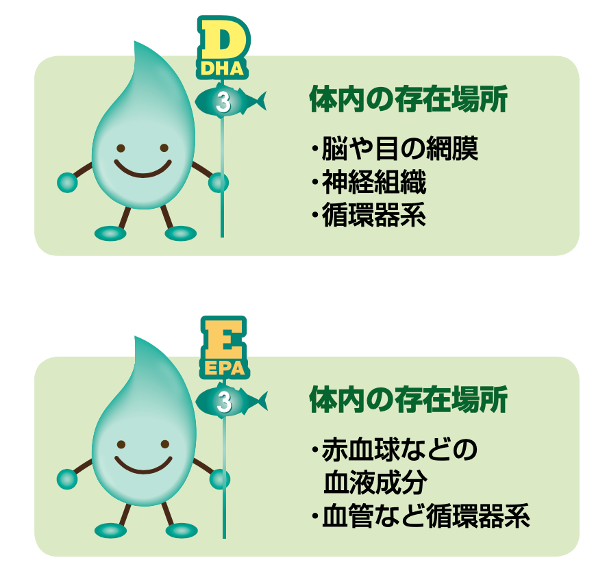 DHAとEPAの違い
DHA
体内の存在場所
・脳や目の網膜
・神経組織
・循環器系
EPA
体内の存在場所
・赤血球などの血液成分
・血管など循環器系
