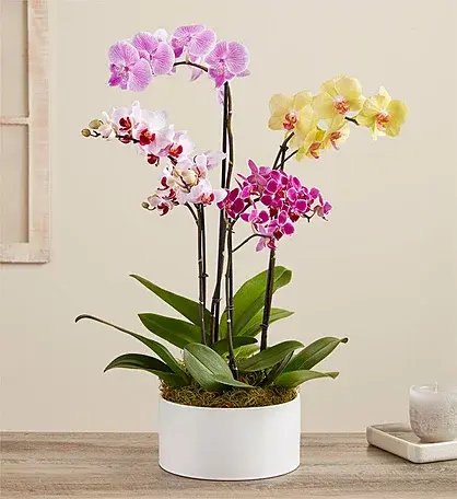 Colorful Orchid Garden, $60