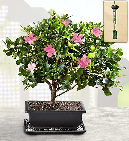 Azalea Bonsai, $45