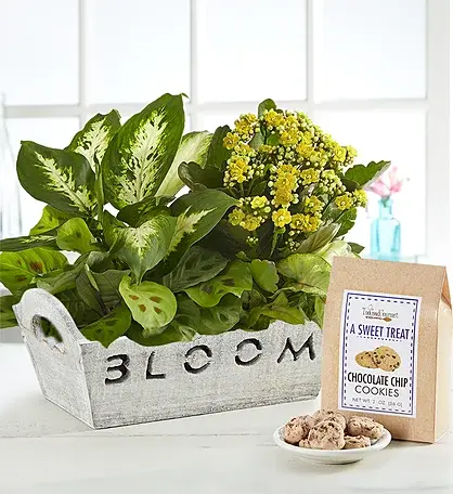 Bloom Dish Garden, $69