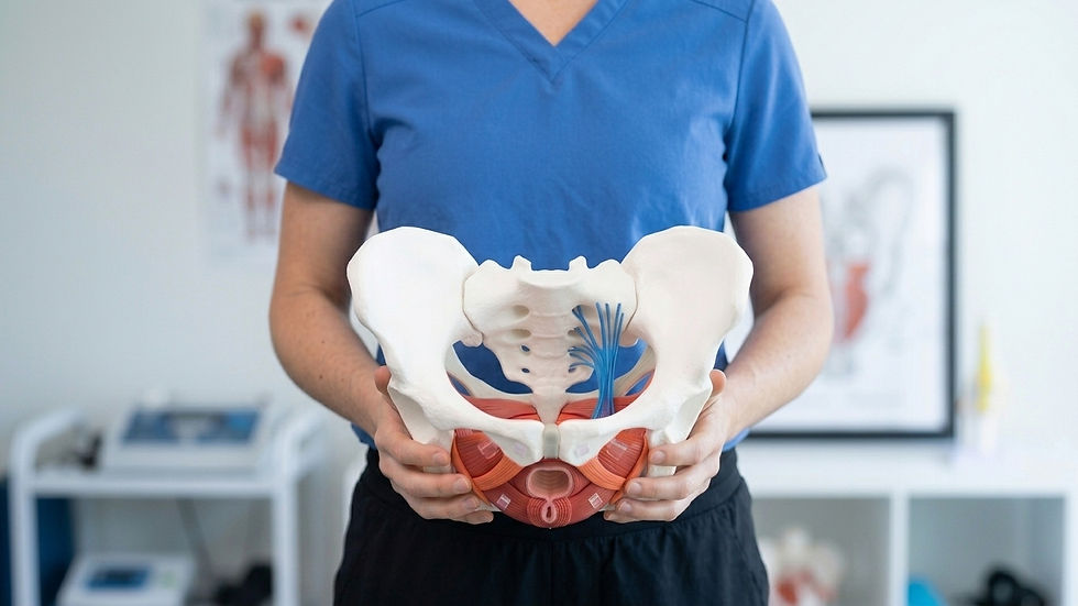 A healthcare professional demonstrates anatomical details using a pelvic model in a medical office setting.