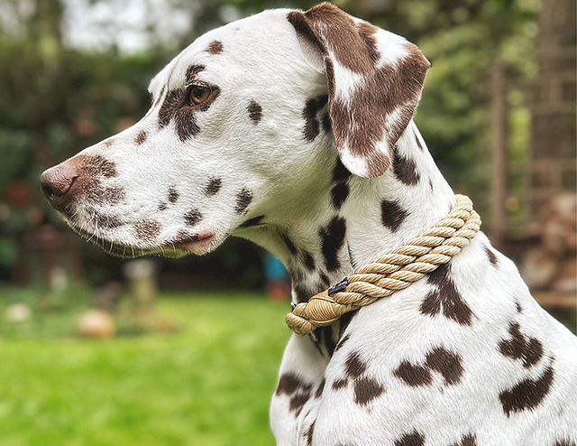 Hundehalsband | Alles aus Tau