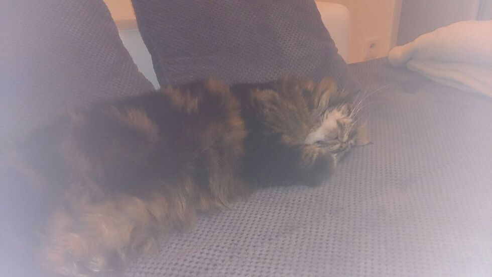 Alvin beim Schlafen
