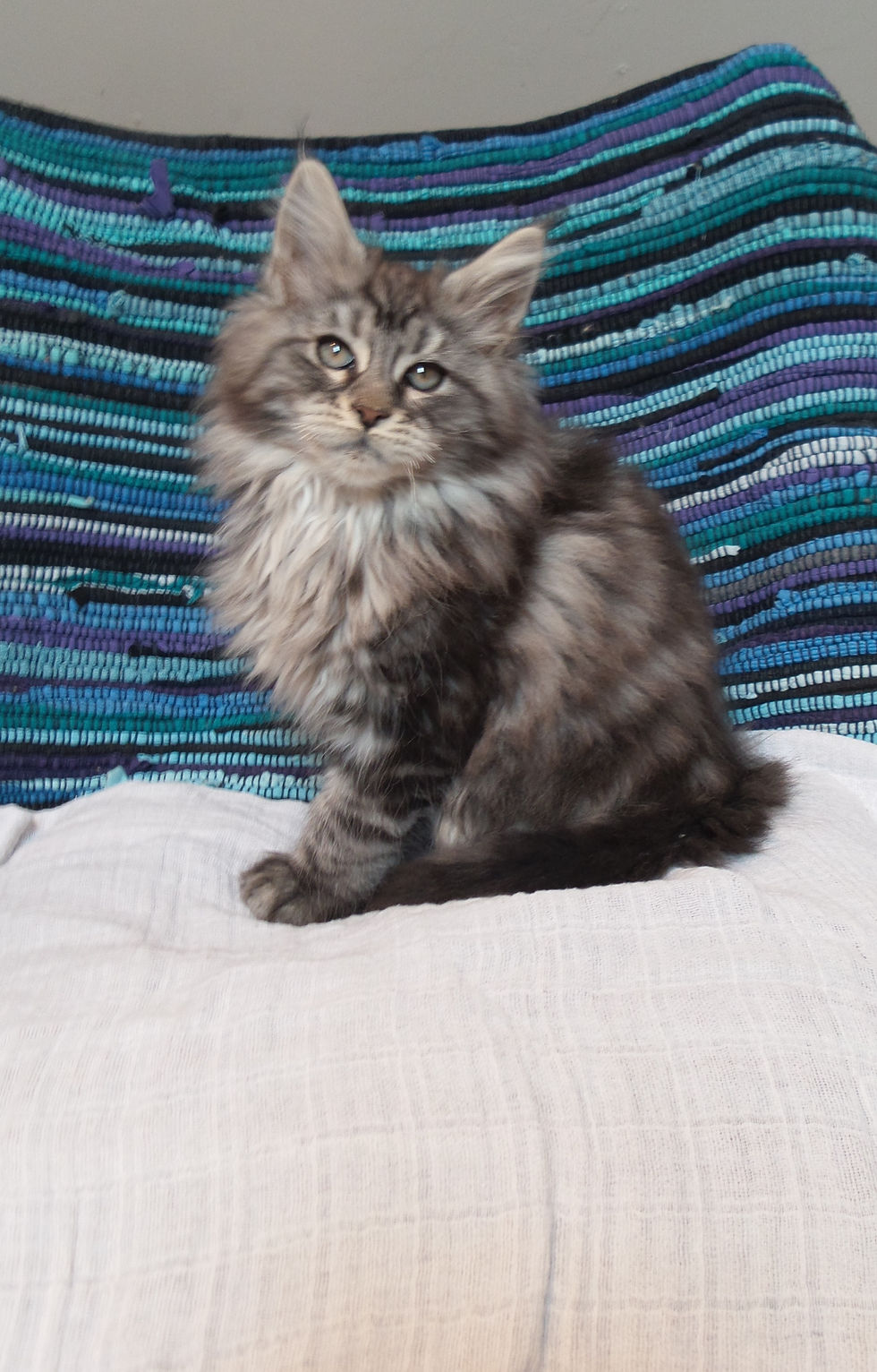 Nero - 13 Wochen alt